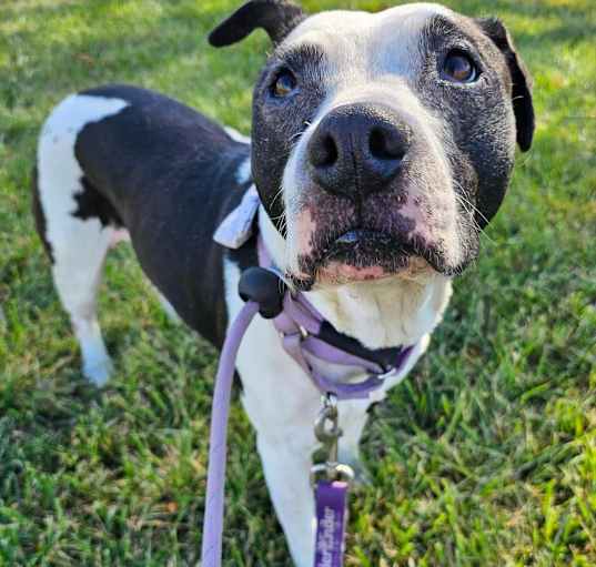 Photo of Luna
