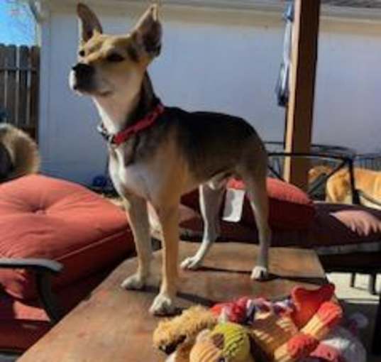 Photo of Bruno