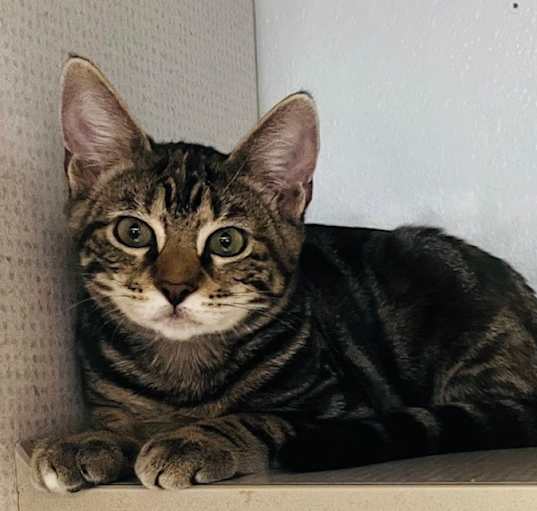 Photo of Dilly
