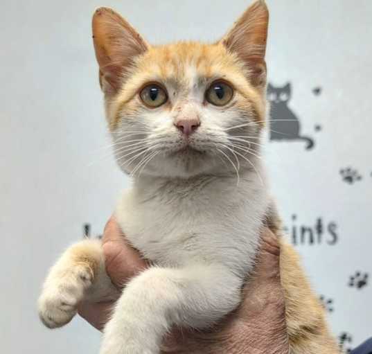 Photo of Bugsy