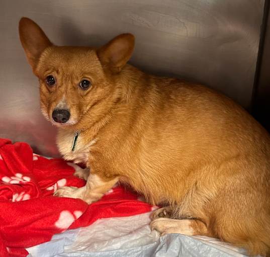 Photo of Baroness Von Hashbrown - Corgi 158923