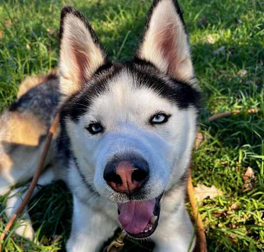Photo of McHuskface