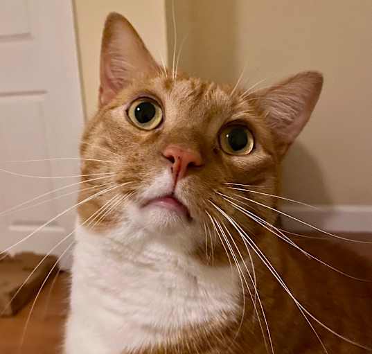 Photo of Tormund