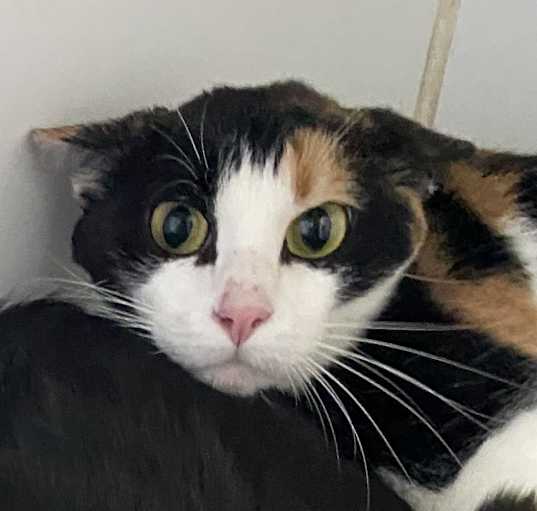 Photo of Cleo - Working Cat Program