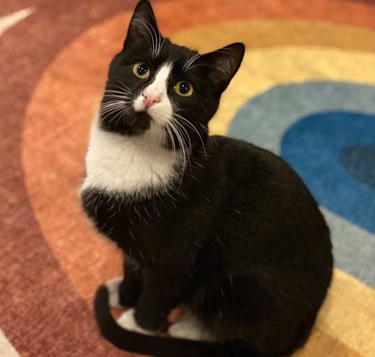 Photo of Hamilton