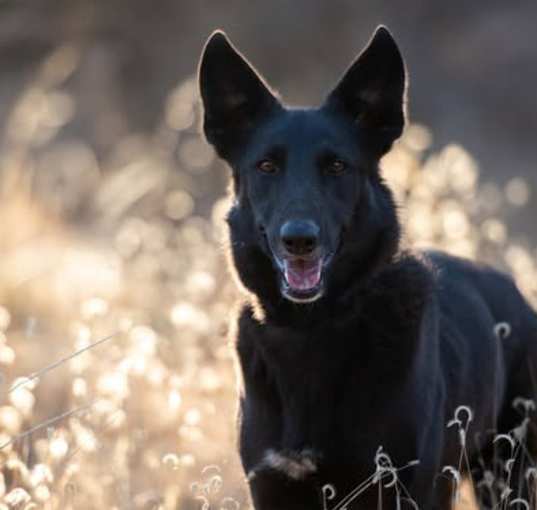 Photo of Mowgli