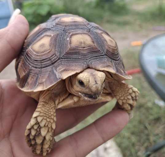 Photo of BT for Baby Tortoise