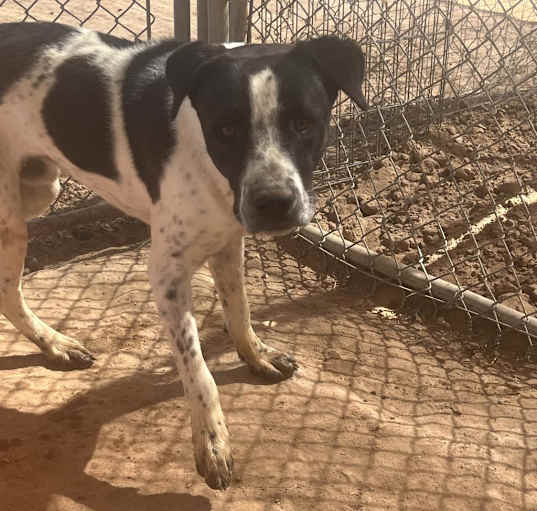 Photo of Duke