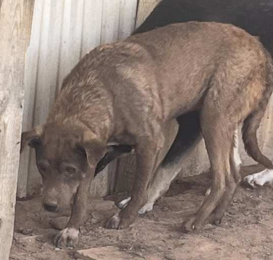 Photo of Choco AKA Chola
