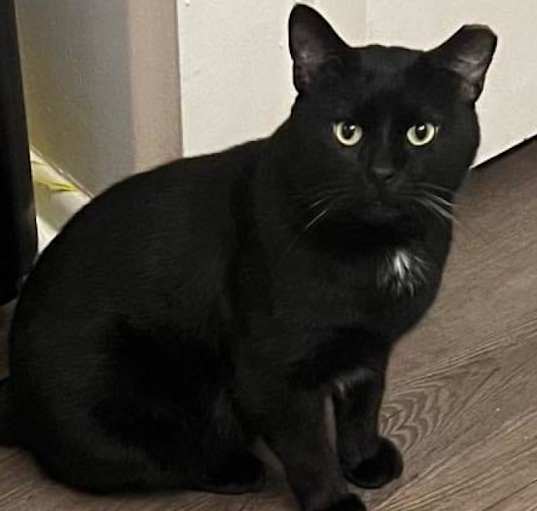 Photo of Casper-C