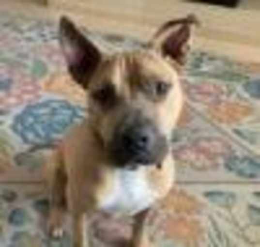 Photo of Swiper A4895653