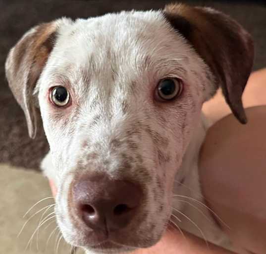 Photo of Rocco