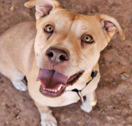 Photo of Dahlia A46644209