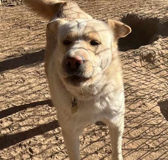 Photo of Genji