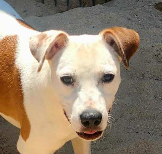Photo of Romeo