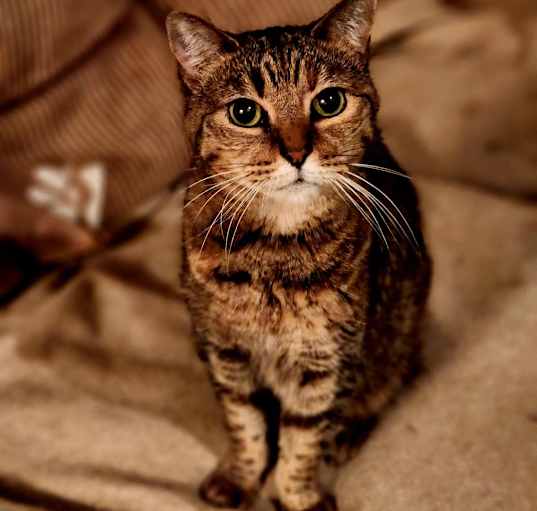 Photo of Sarabi