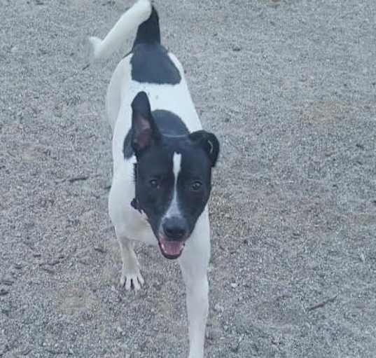 Photo of Dot