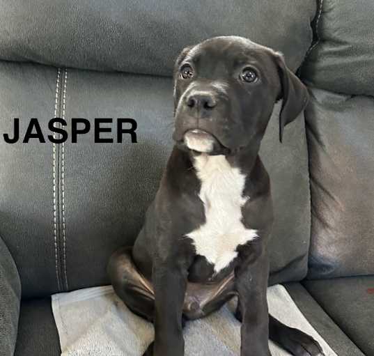 Photo of Jasper