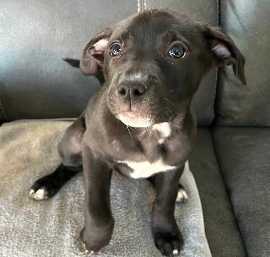 Photo of Clover