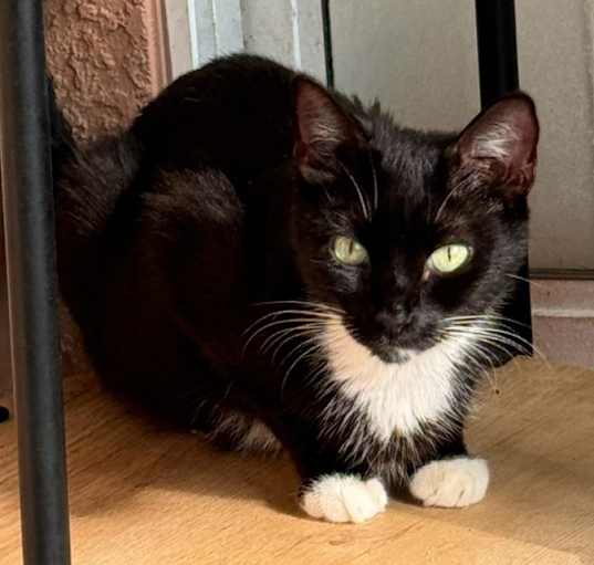 Photo of Socks