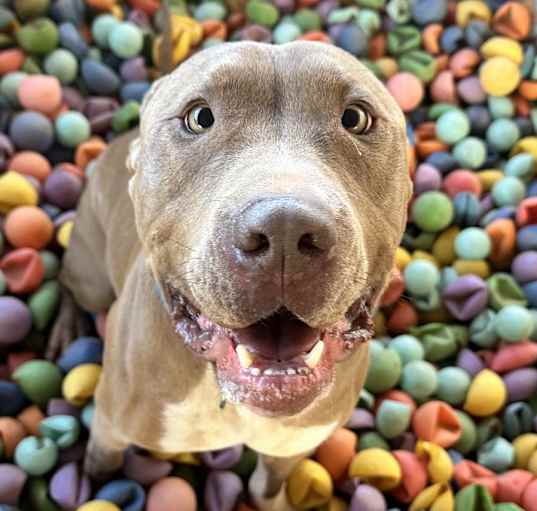 Photo of Pinon