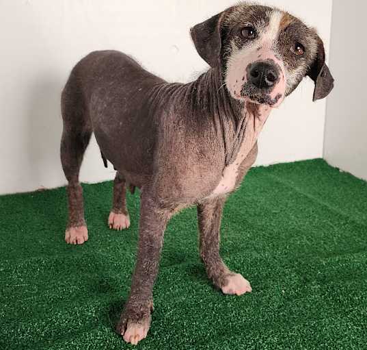 Photo of Piper