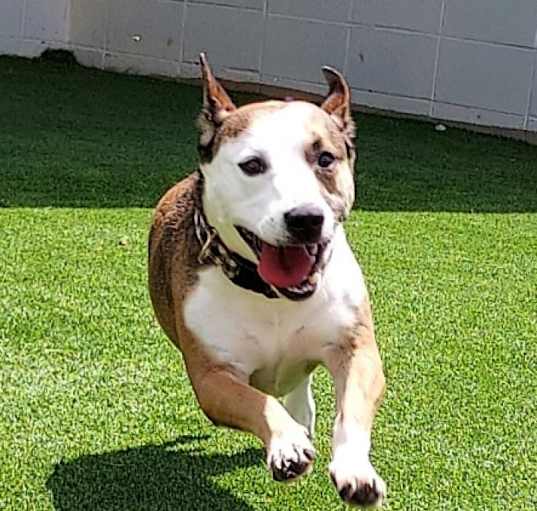 Photo of Buddy
