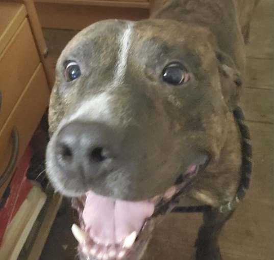 Photo of Trooper