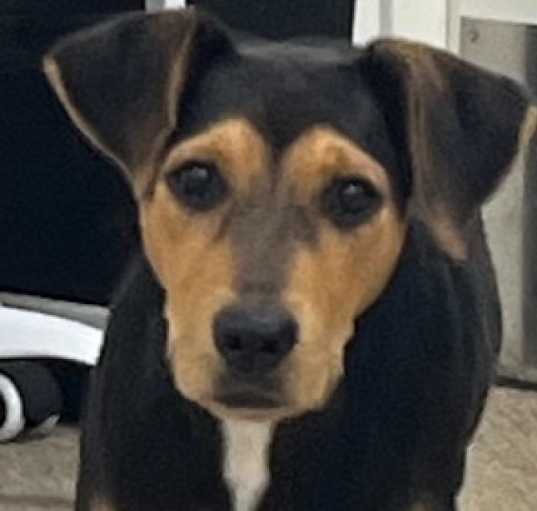 Photo of Pippa