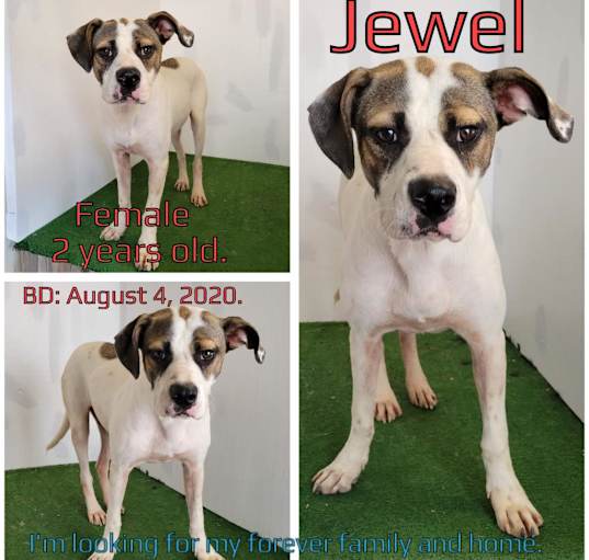 Photo of Jewell