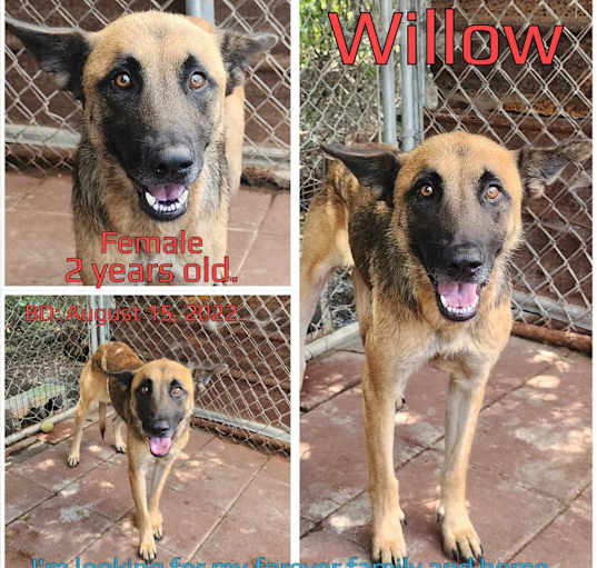 Photo of Willow
