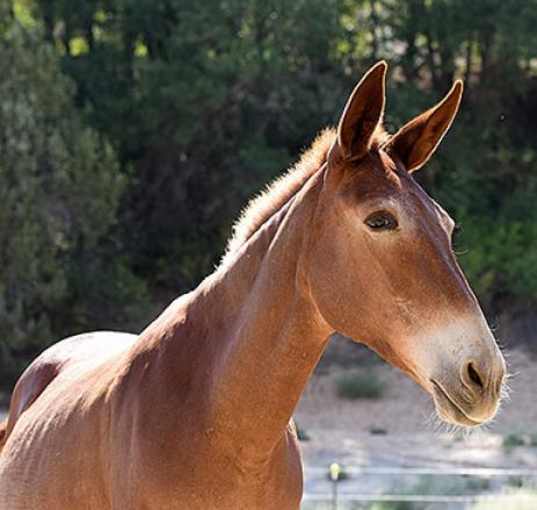 Photo of Lucky
