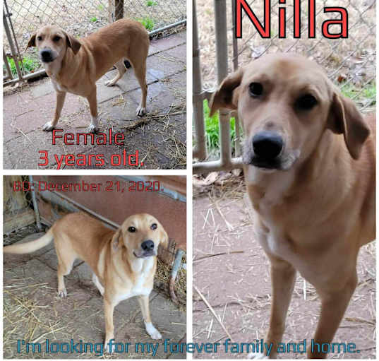 Photo of Nilla