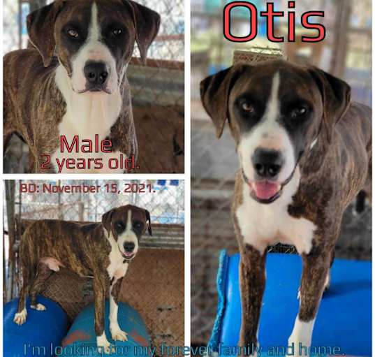 Photo of Otis