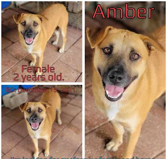 Photo of Amber