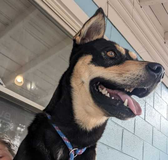 Photo of Buddy