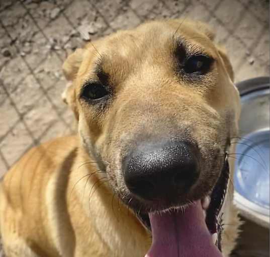 Photo of Nala