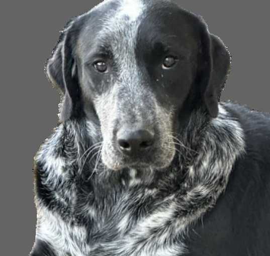 Photo of Schuyler