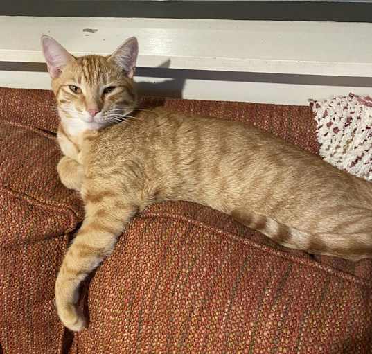 Photo of RUSTY