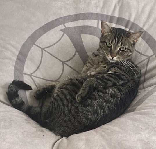 Photo of Gidget