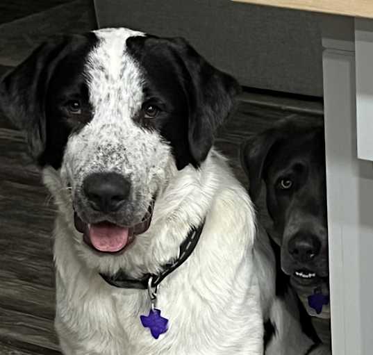 Photo of Seamus