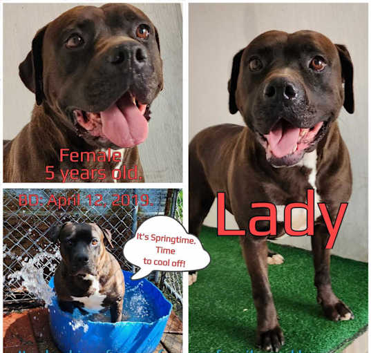 Photo of Lady