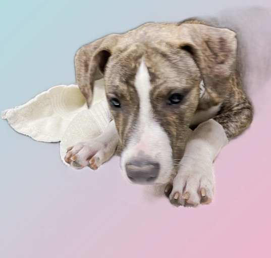 Photo of Gatlin