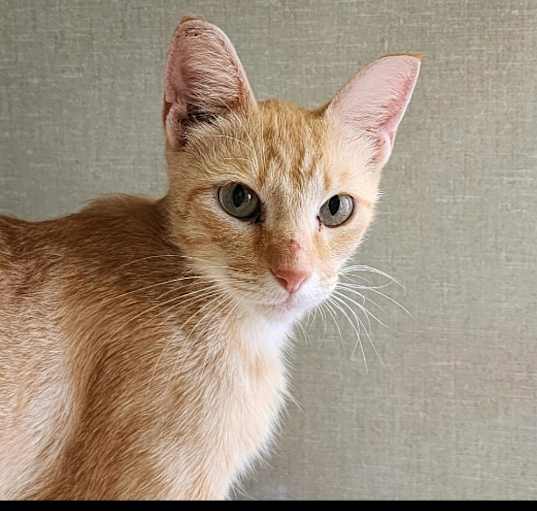 Photo of Macaroni