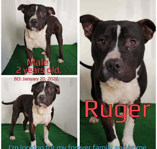 Photo of Ruger