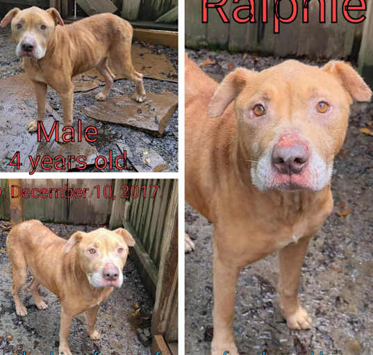 Photo of Ralphie
