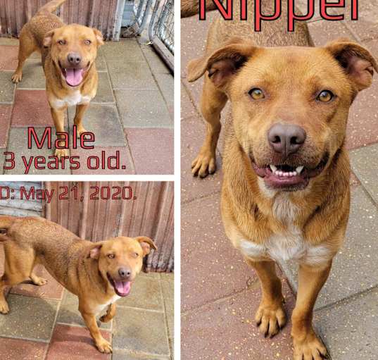 Photo of Nipper