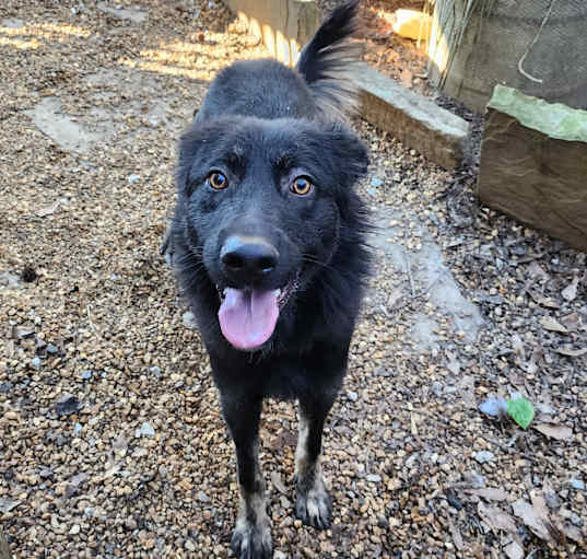 Photo of Lyra
