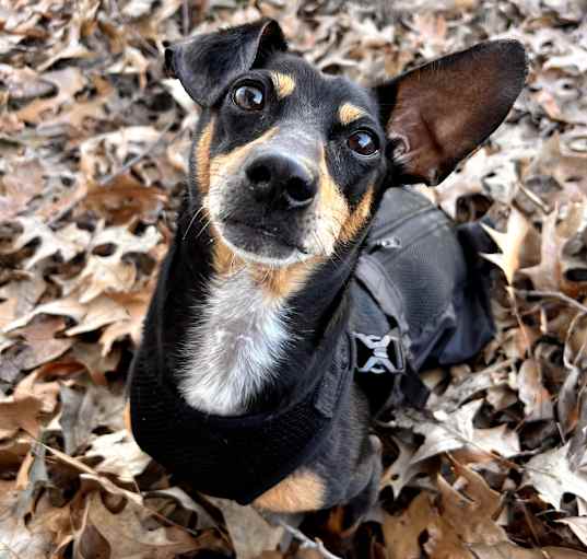 Photo of Rocco