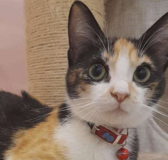 Photo of Rubita (Ruby) Kuwait